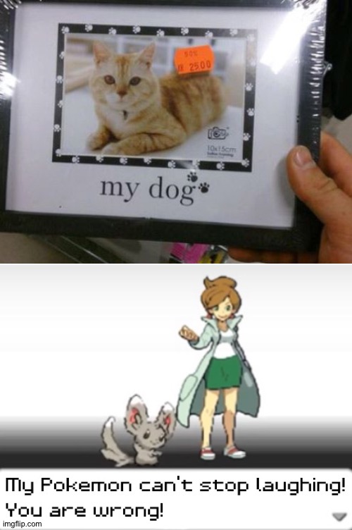 Yeah. I'm sure that's a cat | image tagged in my pokemon can't stop laughing you are wrong,memes,funny,cats,dogs,gifs | made w/ Imgflip meme maker