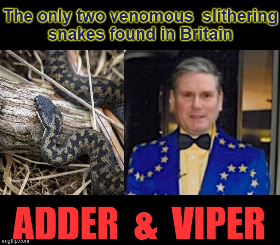 The only two venomous snakes found in G.B. | The only two venomous  slithering
snakes found in Britain; ADDER  &  VIPER | image tagged in slytherin | made w/ Imgflip meme maker