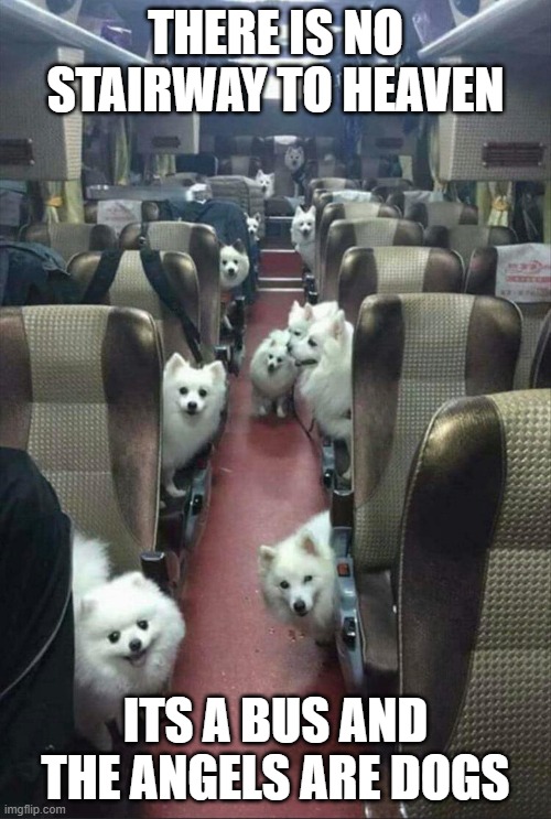 heaven dogs | THERE IS NO STAIRWAY TO HEAVEN; ITS A BUS AND THE ANGELS ARE DOGS | image tagged in heaven,bus,dogs,dog,cuddly dogs,cuddly animals | made w/ Imgflip meme maker