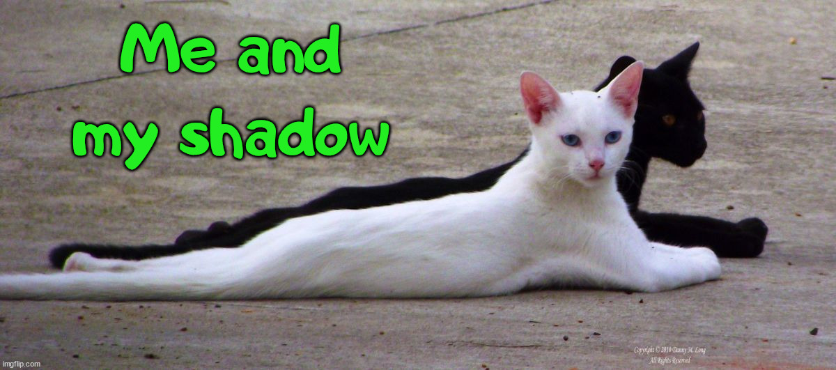 Me and my shadow | image tagged in cats | made w/ Imgflip meme maker
