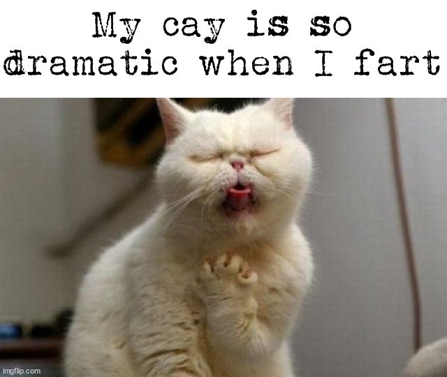 Sorry to press the y instead of the t. I wish I could edit the text. | My cay is so dramatic when I fart | image tagged in cats | made w/ Imgflip meme maker