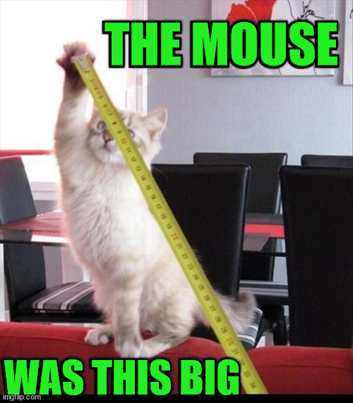 THE MOUSE; WAS THIS BIG | image tagged in cats | made w/ Imgflip meme maker