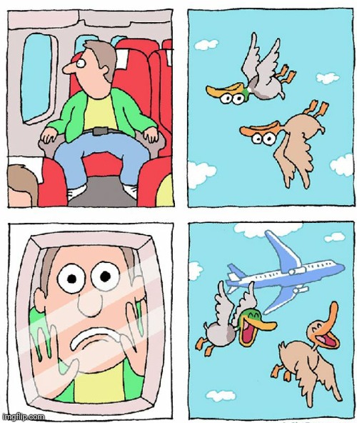 Ducks distracting plane passenger | image tagged in comics/cartoons,funny,ducks,planes,distraction | made w/ Imgflip meme maker