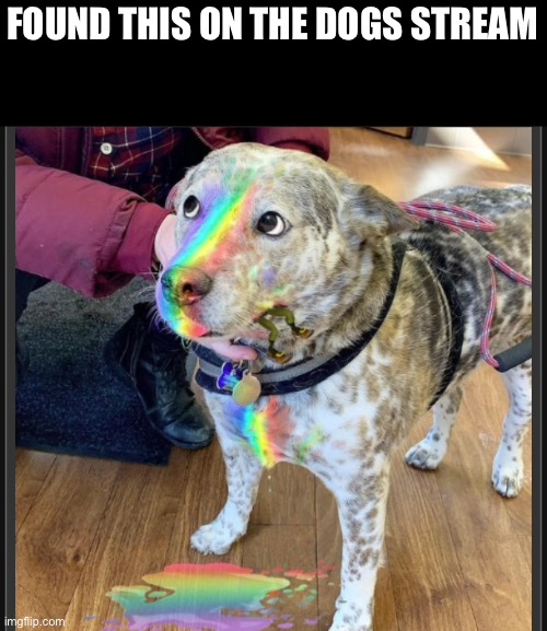 aww | FOUND THIS ON THE DOGS STREAM | image tagged in gay,people,matter | made w/ Imgflip meme maker
