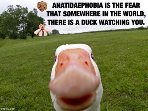 DUCK FEAR | image tagged in duck fear | made w/ Imgflip meme maker