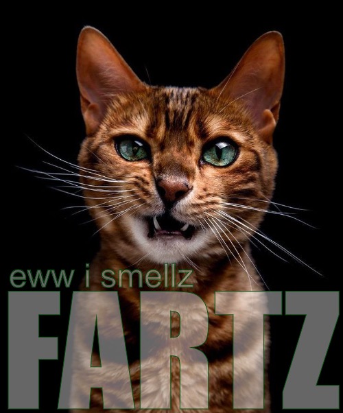 eww i smellz FARTZ | made w/ Imgflip meme maker