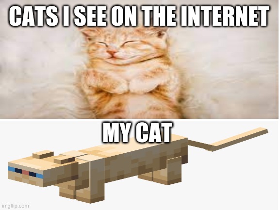 cats | CATS I SEE ON THE INTERNET; MY CAT | image tagged in cat,minecraft | made w/ Imgflip meme maker