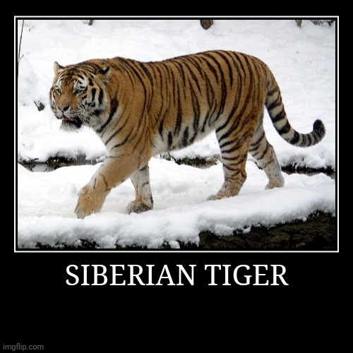 Siberian Tiger | SIBERIAN TIGER | | image tagged in demotivationals,tiger | made w/ Imgflip demotivational maker