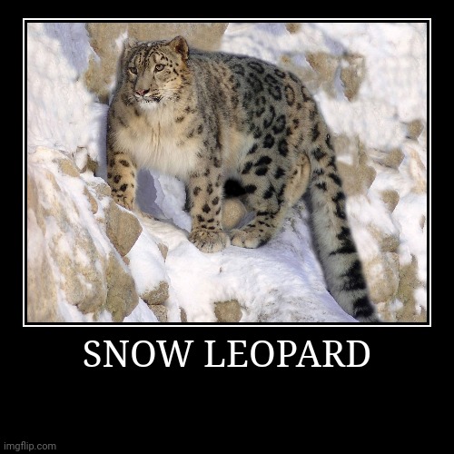 Snow Leopard | image tagged in demotivationals,leopard | made w/ Imgflip demotivational maker
