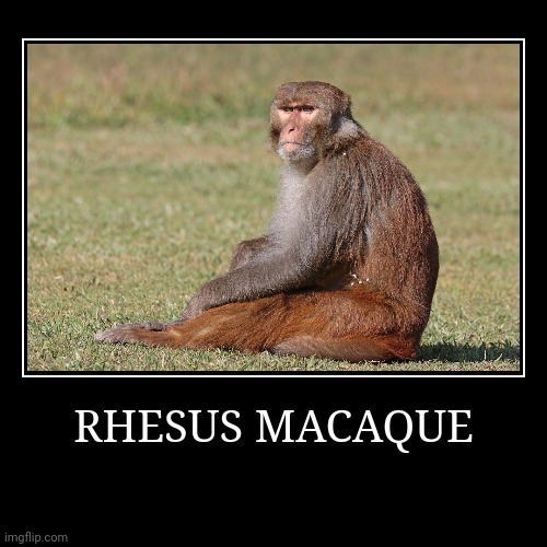 Rhesus Macaque | image tagged in demotivationals,macaque | made w/ Imgflip demotivational maker