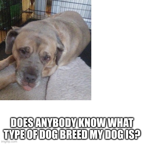 Does anybody know what dog breed she is? I want to know because.... she was put down | DOES ANYBODY KNOW WHAT TYPE OF DOG BREED MY DOG IS? | image tagged in sad | made w/ Imgflip meme maker