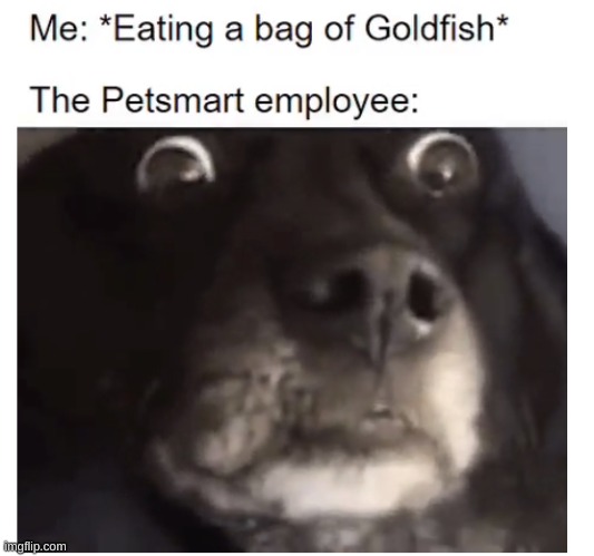 OH NO | image tagged in goldfish,eating,petsmart,death,pain,no | made w/ Imgflip meme maker