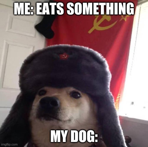 idk | ME: EATS SOMETHING; MY DOG: | image tagged in doggo in soviet russia | made w/ Imgflip meme maker