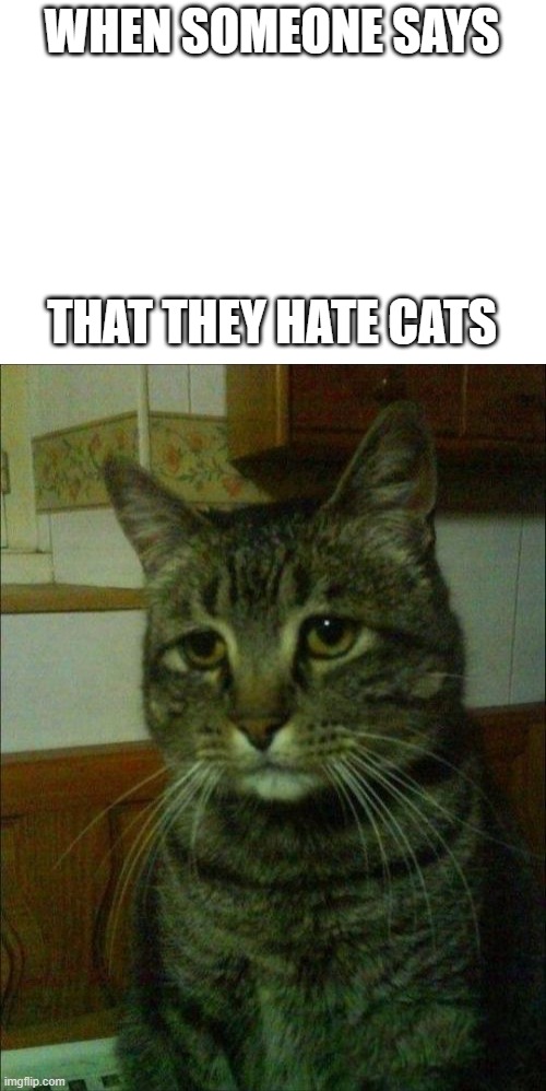 when someone says that they hate cats | WHEN SOMEONE SAYS; THAT THEY HATE CATS | image tagged in white,memes,depressed cat,crying cat,cats | made w/ Imgflip meme maker