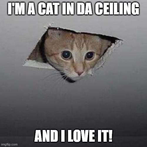 Cat in da ceilin' | I'M A CAT IN DA CEILING; AND I LOVE IT! | image tagged in memes,ceiling cat,ceiling,cat | made w/ Imgflip meme maker