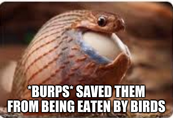*BURPS* SAVED THEM FROM BEING EATEN BY BIRDS | made w/ Imgflip meme maker