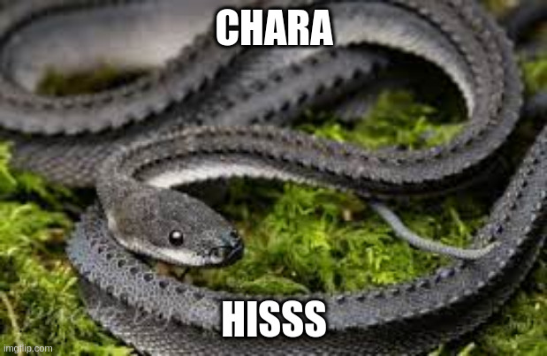 CHARA HISSS | made w/ Imgflip meme maker