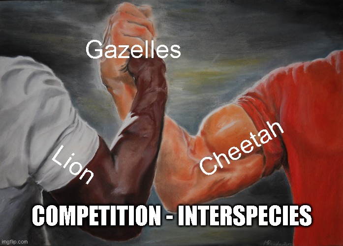 Epic Handshake Meme | Gazelles; Cheetah; Lion; COMPETITION - INTERSPECIES | image tagged in memes,epic handshake | made w/ Imgflip meme maker