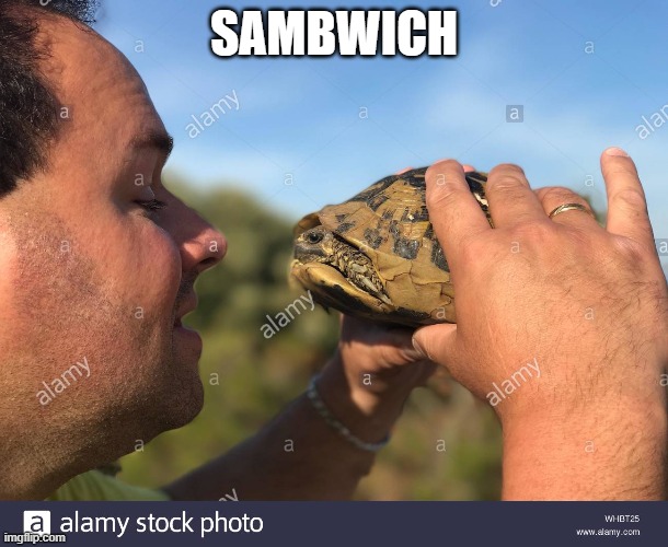Hmm Tasty | SAMBWICH | image tagged in turtle | made w/ Imgflip meme maker