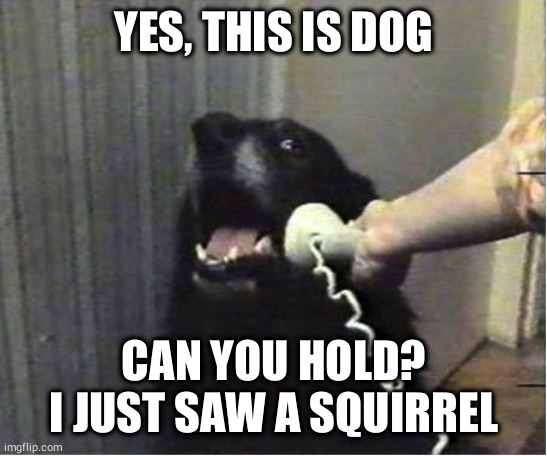 Yes this is dog |  YES, THIS IS DOG; CAN YOU HOLD? I JUST SAW A SQUIRREL | image tagged in yes this is dog | made w/ Imgflip meme maker