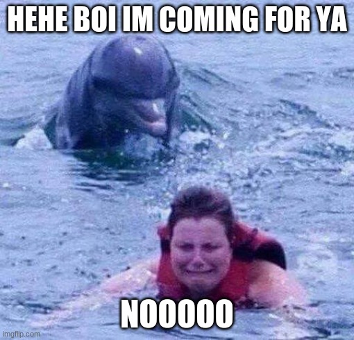 Dangerous Dolphin | HEHE BOI IM COMING FOR YA; NOOOOO | image tagged in dangerous dolphin | made w/ Imgflip meme maker