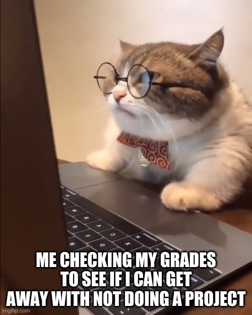 smort | ME CHECKING MY GRADES TO SEE IF I CAN GET AWAY WITH NOT DOING A PROJECT | image tagged in research cat | made w/ Imgflip meme maker
