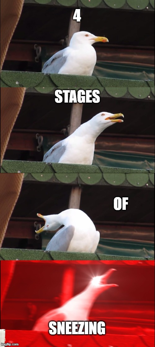 inhaling seagull | 4; STAGES; OF; SNEEZING | image tagged in stop reading the tags | made w/ Imgflip meme maker