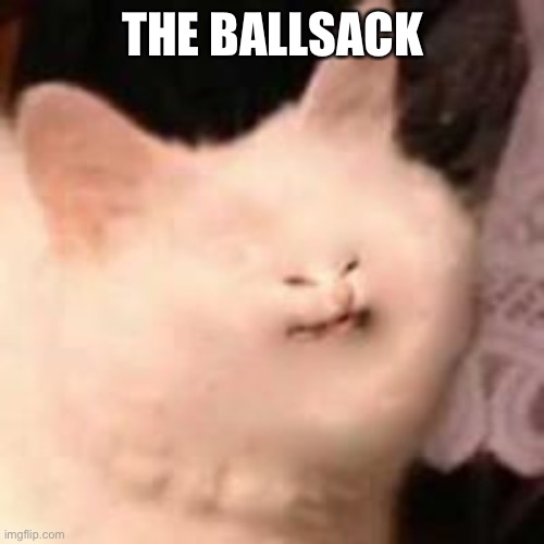 THE BALLSACK | made w/ Imgflip meme maker