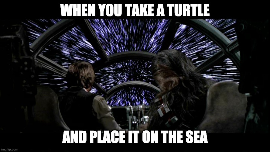 lightspeed Han Solo Chewbacca Millennium Falcon | WHEN YOU TAKE A TURTLE AND PLACE IT ON THE SEA | image tagged in lightspeed han solo chewbacca millennium falcon | made w/ Imgflip meme maker