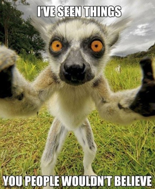 There are Depths of Fear No Man should Fathom -much less a Lemur like me | image tagged in vince vance,can't unsee,fear,lemur,memes,fright | made w/ Imgflip meme maker