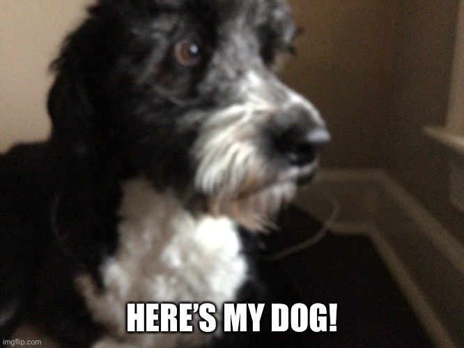 HERE’S MY DOG! | made w/ Imgflip meme maker