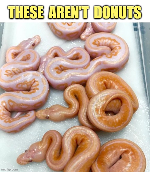 Better look again. | THESE  AREN'T  DONUTS | image tagged in donuts,funny memes | made w/ Imgflip meme maker