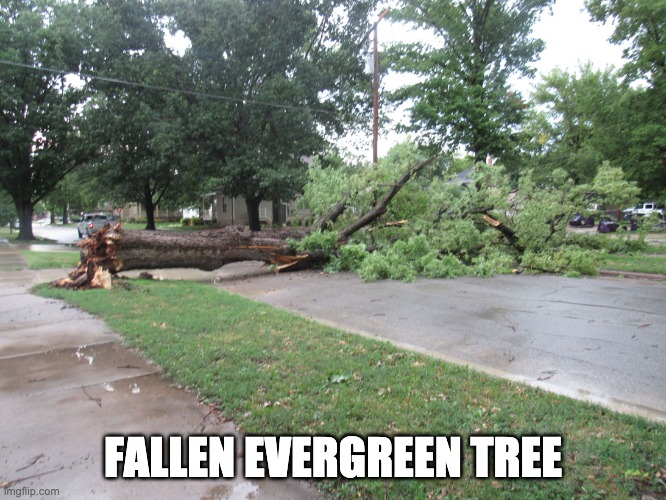 Fallen Tree | FALLEN EVERGREEN TREE | image tagged in fallen tree | made w/ Imgflip meme maker