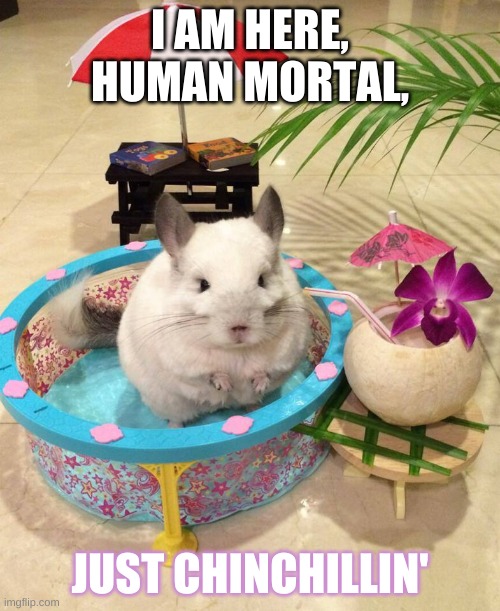 why i want a chinchilla | I AM HERE, HUMAN MORTAL, JUST CHINCHILLIN' | image tagged in chinchilla chinchillin,not my picture | made w/ Imgflip meme maker