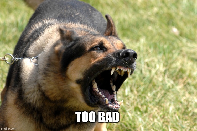 Barking dog | TOO BAD | image tagged in barking dog | made w/ Imgflip meme maker