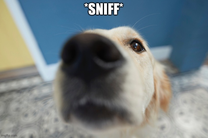 *sniff* | *SNIFF* | made w/ Imgflip meme maker