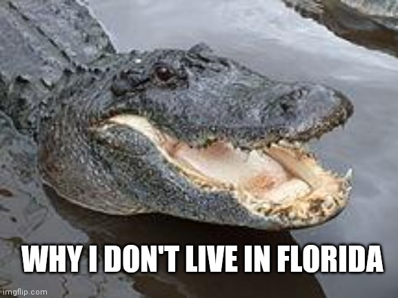 Not Moving to Florida | WHY I DON'T LIVE IN FLORIDA | image tagged in alligator wut,alligator,meanwhile in florida,florida,fun,funny | made w/ Imgflip meme maker
