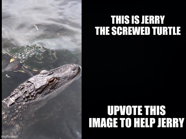 Black background | THIS IS JERRY THE SCREWED TURTLE; UPVOTE THIS IMAGE TO HELP JERRY | image tagged in black background | made w/ Imgflip meme maker