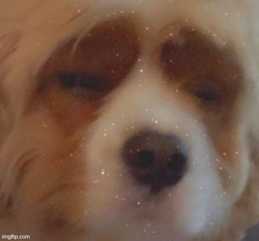 narwhal doge (e acc) | image tagged in narwhal doge e acc | made w/ Imgflip meme maker