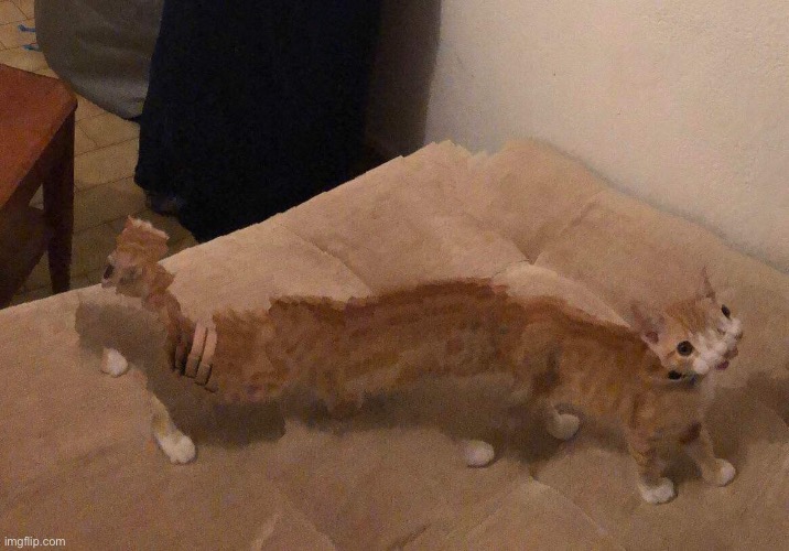 Meet ballsack the cat | made w/ Imgflip meme maker