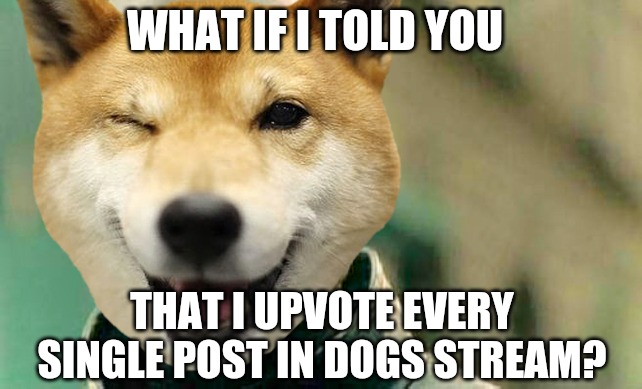  WHAT IF I TOLD YOU; THAT I UPVOTE EVERY SINGLE POST IN DOGS STREAM? | image tagged in morpheus,dogs,what if i told you,truth,memes,funny | made w/ Imgflip meme maker