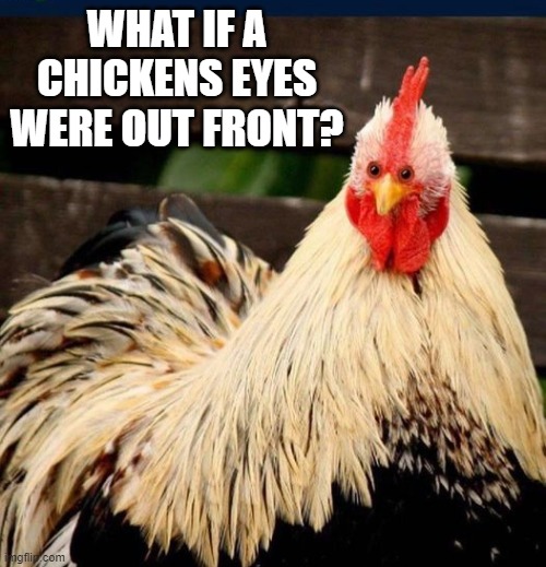 WHAT IF A CHICKENS EYES WERE OUT FRONT? | made w/ Imgflip meme maker