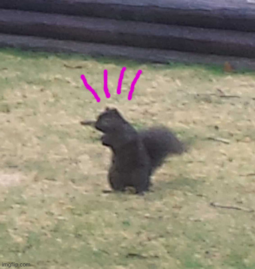 when you're a squirrel and you post to the wrong stream! | image tagged in squirrel,imgflip nazis | made w/ Imgflip meme maker