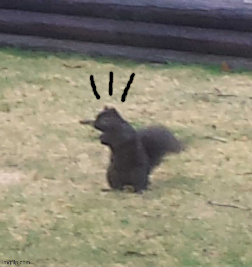Squirrel! | image tagged in squirrel | made w/ Imgflip meme maker