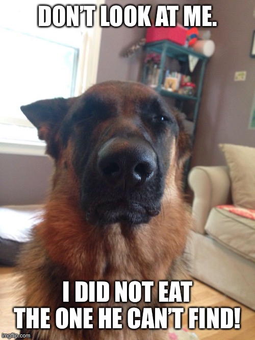 Suspicious German Shepherd | DON’T LOOK AT ME. I DID NOT EAT THE ONE HE CAN’T FIND! | image tagged in suspicious german shepherd | made w/ Imgflip meme maker