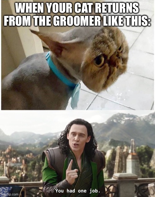 Wow this looks like a mask. | WHEN YOUR CAT RETURNS FROM THE GROOMER LIKE THIS: | image tagged in you had one job just the one,funny,fails,cats,animals,masks | made w/ Imgflip meme maker