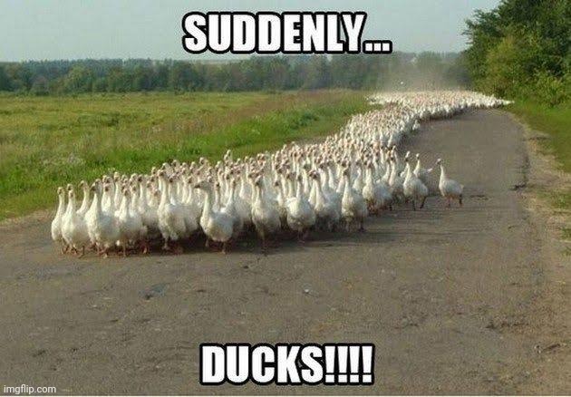 Late for work suddenly | image tagged in ducks,funny | made w/ Imgflip meme maker