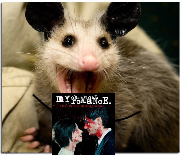 Possum loves mcr | image tagged in awesome possum,mcr | made w/ Imgflip meme maker