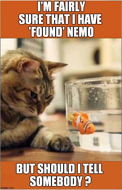 Cats ' Will Anyone Actually Miss Him ? ' Dilemma | I'M FAIRLY SURE THAT I HAVE 
'FOUND' NEMO; BUT SHOULD I TELL 
SOMEBODY ? | image tagged in cats,finding nemo | made w/ Imgflip meme maker