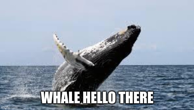 Whale. | WHALE HELLO THERE | image tagged in whale | made w/ Imgflip meme maker